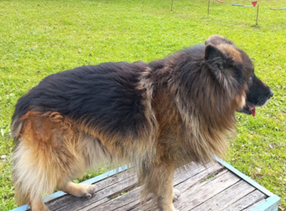 Четыре овчарки в отставке ищут новый дом в Нижегородской области