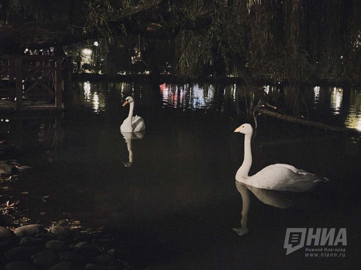 Минлесхоз проверяет убийство лебедя в Нижегородской области