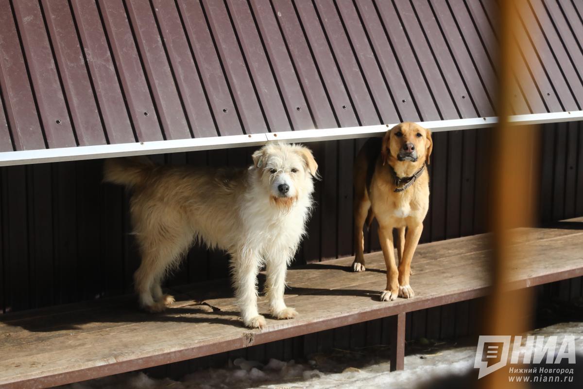 В Нижнем Новгороде предложили поощрять рублем тех, кто возьмет собаку из приюта