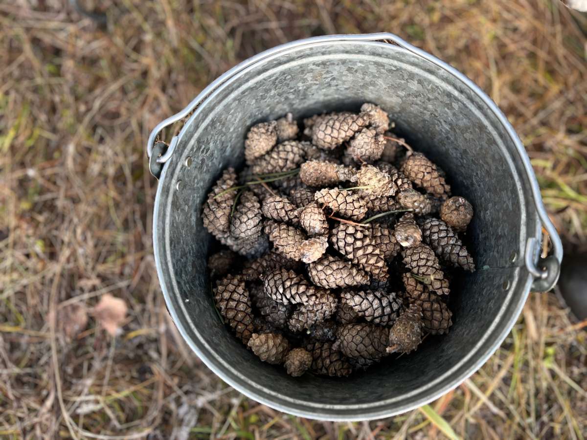 В Нижегородской области заготовят более 30 тонн шишек для восстановления лесов
