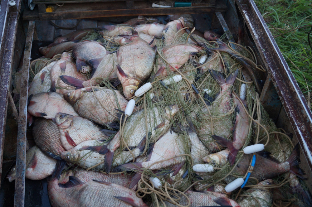 Вылов рыбы в Нижегородской области увеличился на 51 тонну