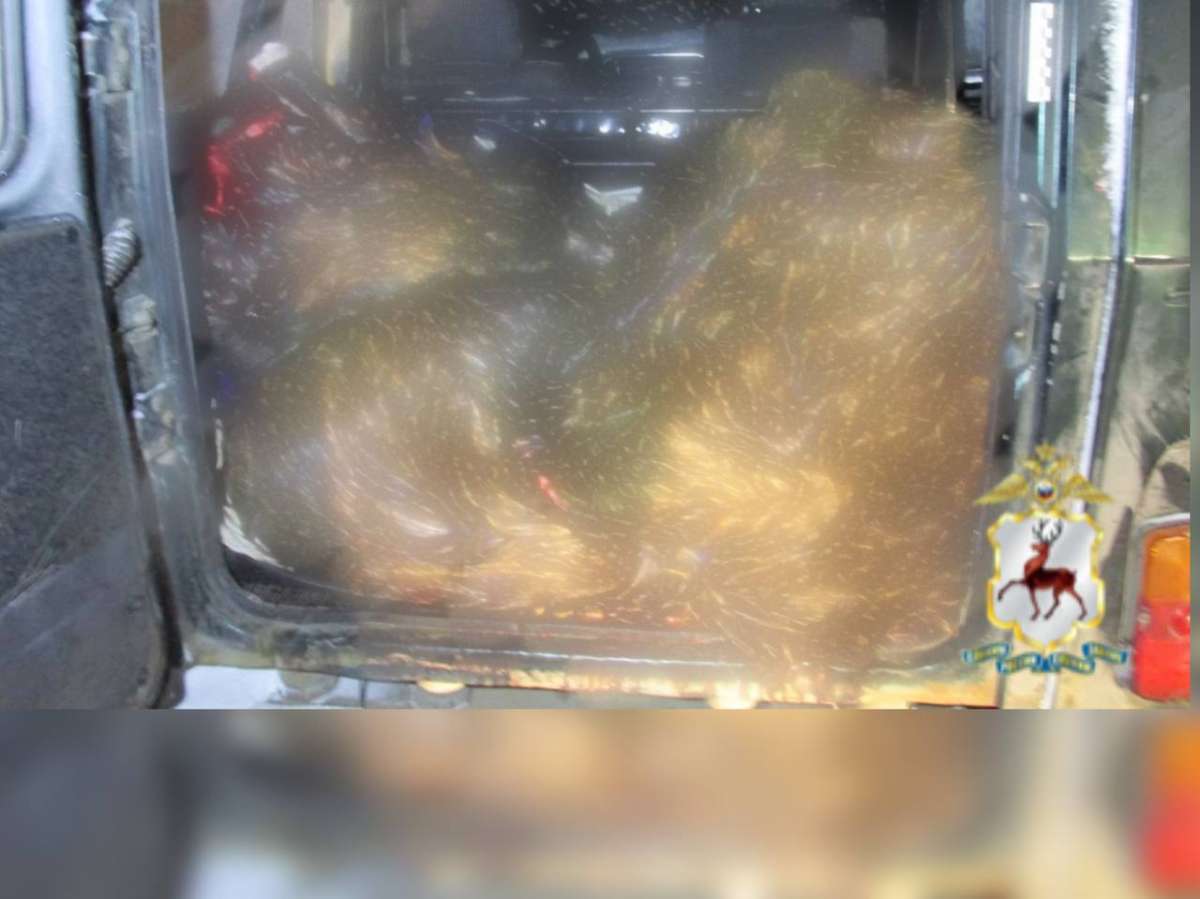 Убившего двух лосей балахнинца осудят в Нижегородской области