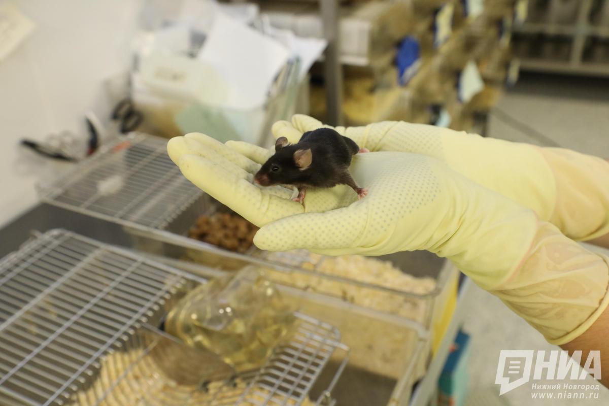 Мышкам из ННГУ собирают втулки для домиков