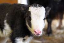 Малышка-як родилась в нижегородском зоопарке Лимпопо