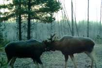 Поединок между двумя лосями произошел в Борском районе — видео