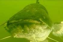 Гигантского сома обнаружили нижегородские дайверы в глубинах Оки