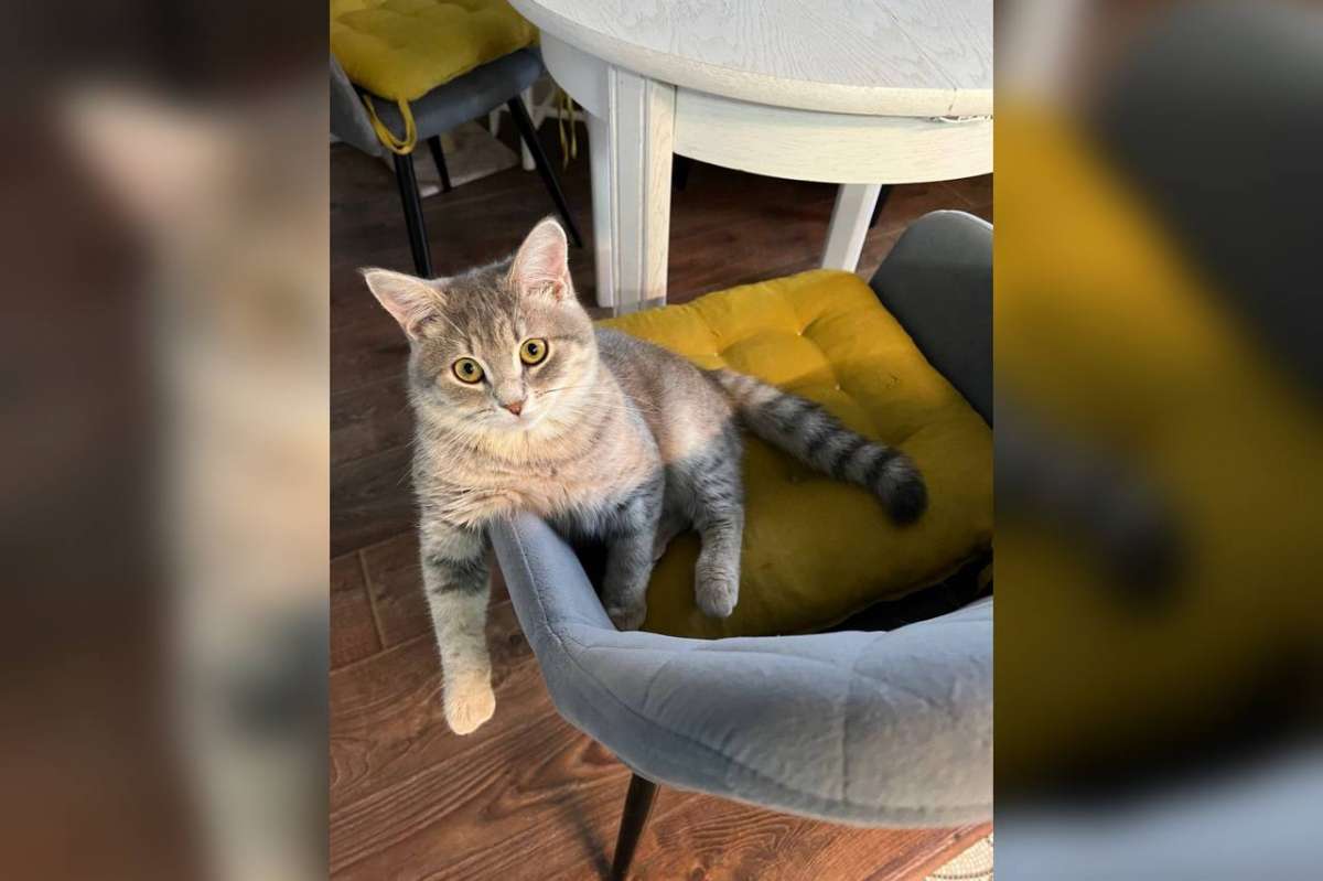 Глава Городца приютил котенка из квартиры живодера в шинели