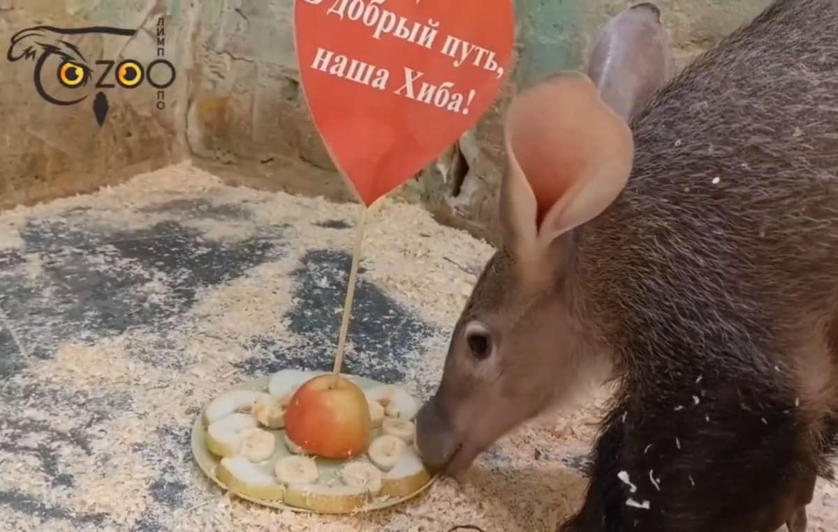 Малышка-трубкозуб Хиба переезжает из нижегородского Лимпопо в Крым