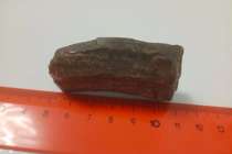 Зуб динозавра продают за 12 млн в Нижнем Новгороде: что думает эксперт