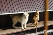 Приют для собак в Городце обойдется в 20 млн рублей