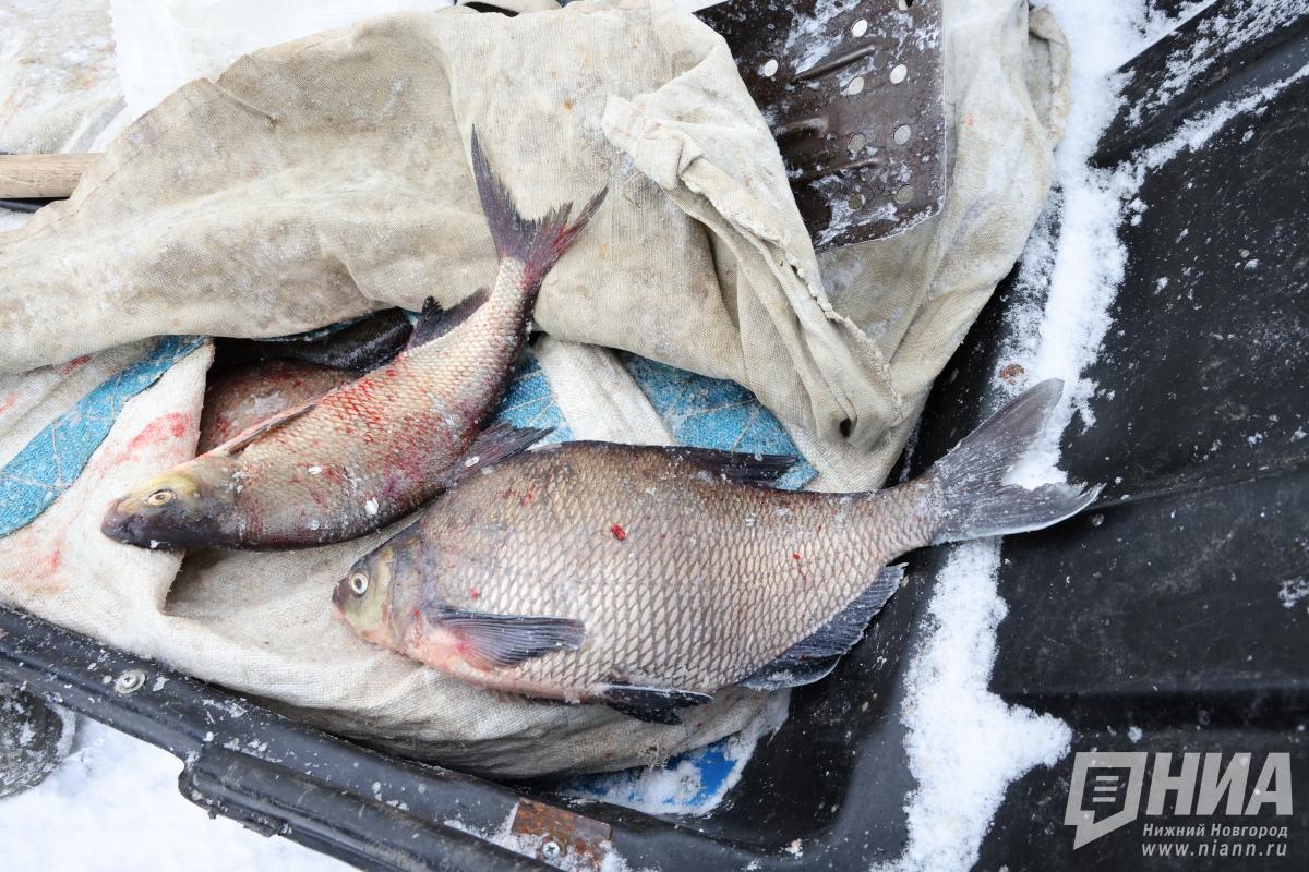 Производство аквакультуры выросло до 353 тонн в Нижегородской области