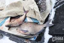 Производство аквакультуры выросло до 353 тонн в Нижегородской области