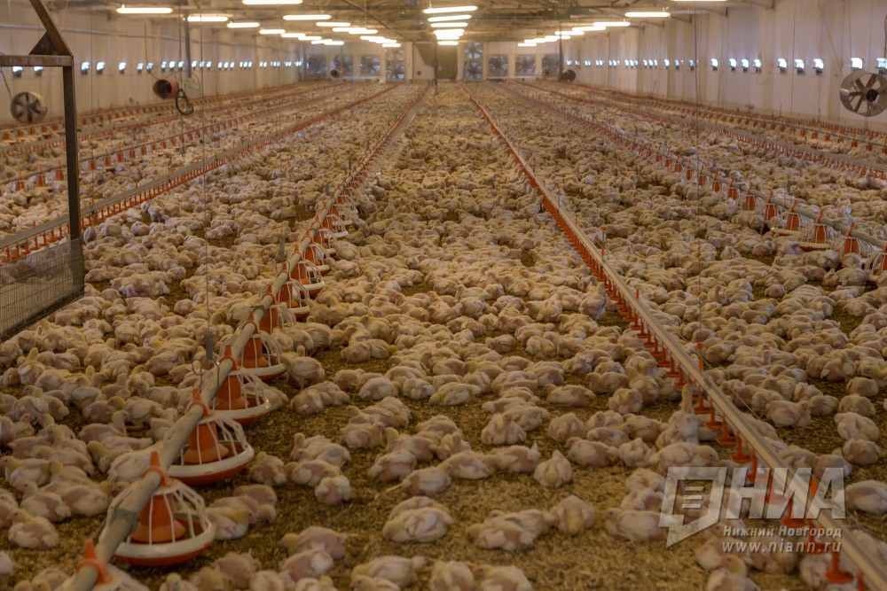 Птицефабрику в Нижегородской области продают за 183 млн рублей