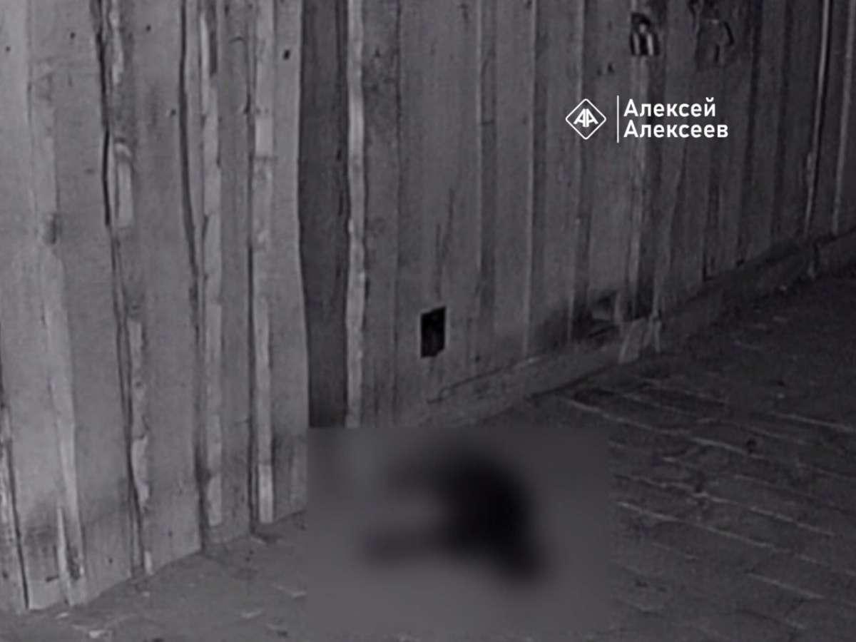 Неизвестный отравил почти 10 котов в Дзержинске