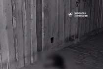 Неизвестный отравил почти 10 котов в Дзержинске