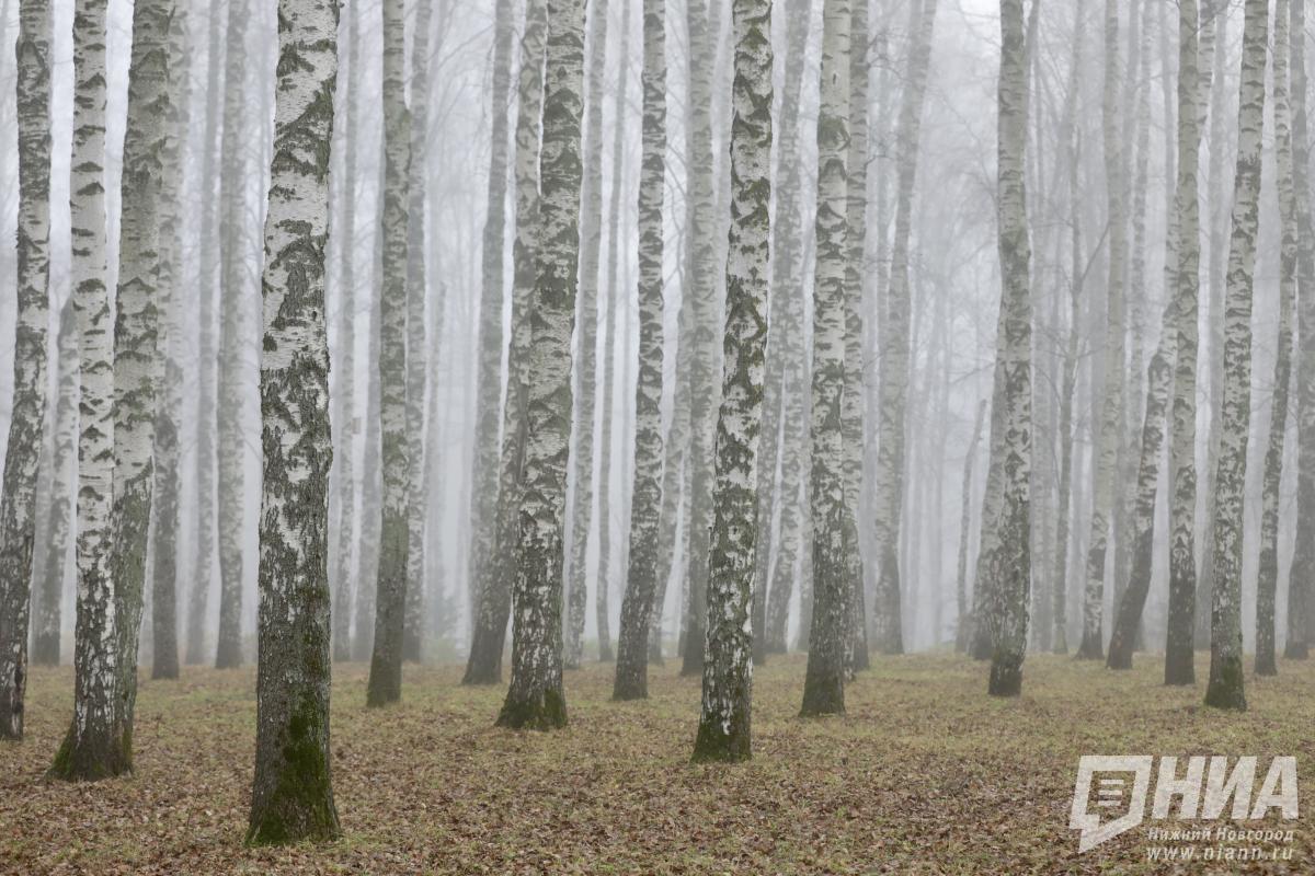 В Нижнем Новгороде пермяка осудили за контрабанду лесоматериалов
