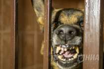 Бастрыкин заинтересовался проблемой бездомных собак в Богородске