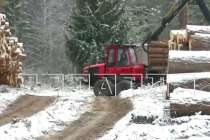 СК завел уголовное дело из-за вырубки редких деревьев в Борском округе