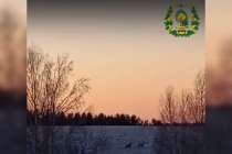 Прогулка сибирских косуль в Перевозском округе попала на видео