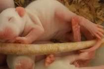 Ученые ПИМУ проведут эксперимент по лечению сахарного диабета на крысятах