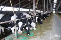 Сельскохозяйственная компания из Дивеевского округа присоединилась к проекту Производительность труда