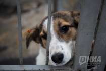 Нижегородского живодера в шинели выписали из психбольницы