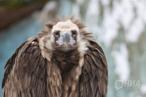 Зима в Лимпопо