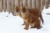 Зима в Лимпопо