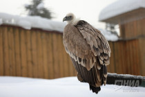 Зима в Лимпопо