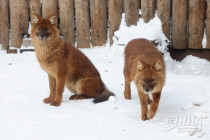 Зима в Лимпопо