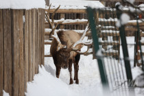 Зима в Лимпопо