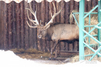 Зима в Лимпопо