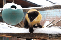 Зима в Лимпопо