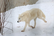 Зима в Лимпопо