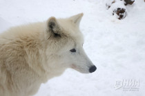 Зима в Лимпопо