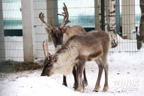 Зима в Лимпопо