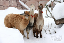 Зима в Лимпопо