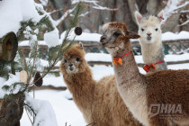 Зима в Лимпопо