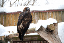 Зима в Лимпопо