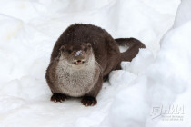 Зима в Лимпопо