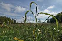 Около 95% озимых культур в Нижегородской области не погибли