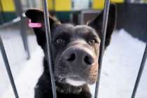 Новые меры поддержки для приютов животных заработали в Нижнем Новгороде