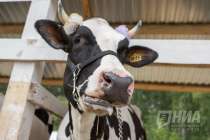 Арестованный животноводческий комплекс продают в Нижегородской области