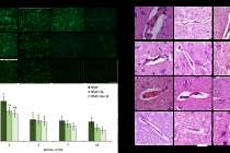 Нижегородские учёные изучили влияние водорода на восстановление мозга