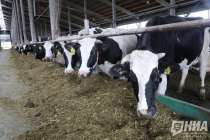 Пастереллез подтвердили у двух коров в Пильнинском округе