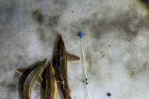 Браконьеры попались на незаконной ловле стерляди в Нижегородской области