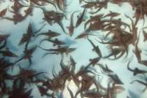 Почти 700 тонн рыбы в год производят в Нижегородской области