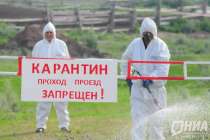 Три новых очага бешенства выявили в Нижегородской области