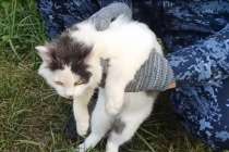 Кота с наркотиками в ошейнике задержали у нижегородской колонии