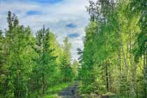 Более 330 гектаров новых лесов высадят в Нижегородской области